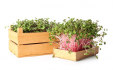 Σπόροι BIO Radish Rose Microgreens 1kg