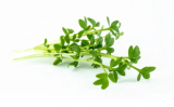 Σπόροι Microgreens Hyssop 250g
