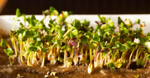 ΣΠΟΡΟΙ MICROGREENS-ΦΥΤΡΕΣ - Σπόροι Microgreens Ρεβίθι 10kg - 10kg σπόροι