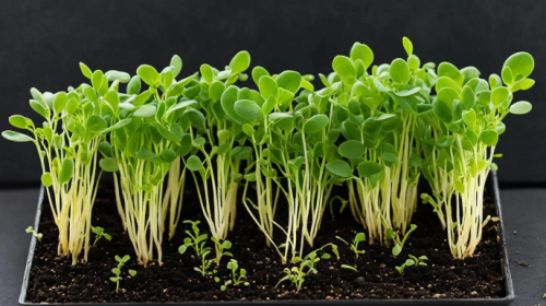 ΣΠΟΡΟΙ MICROGREENS-ΦΥΤΡΕΣ - Σπόροι Microgreens Φάβας 5kg - 5 Kg. σπόροι