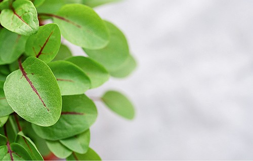 ΣΠΟΡΟΙ MICROGREENS-ΦΥΤΡΕΣ - Σπόροι Microgreens Sorrel Red 50g - 50gr σπόροι