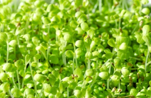 ΣΠΟΡΟΙ MICROGREENS-ΦΥΤΡΕΣ - Σπόροι Chicory Αντίδι Microgreens 1kg - 1kg σπόροι