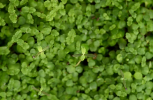 ΣΠΟΡΟΙ MICROGREENS-ΦΥΤΡΕΣ - Σπόροι Microgreens Lemon Balm 250g - 250g σπόροι