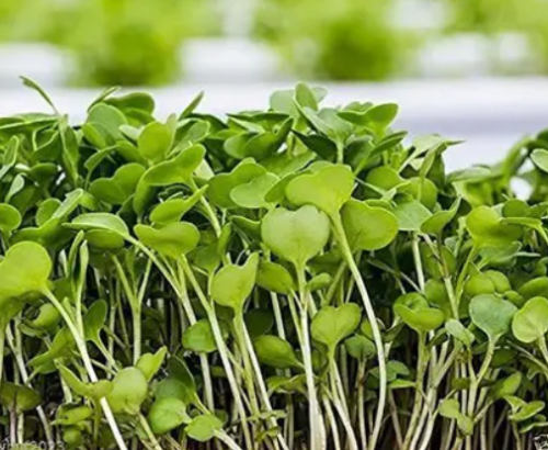 ΣΠΟΡΟΙ MICROGREENS-ΦΥΤΡΕΣ - Σπόροι Microgreens Mustard Wasabi 1kg - 1kg σπόροι