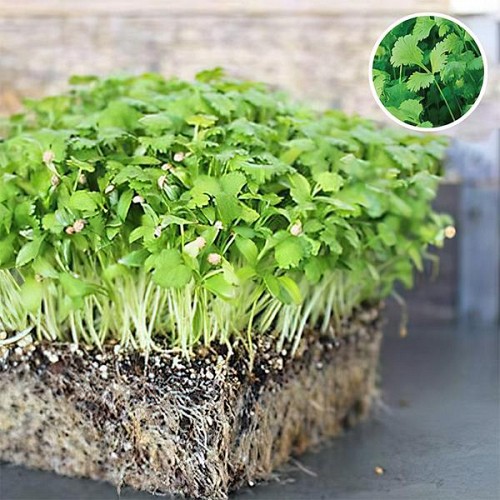 ΣΠΟΡΟΙ MICROGREENS-ΦΥΤΡΕΣ - Σπόροι Microgreens Ραπανάκι 2.5kg - 2.5kg σπόροι
