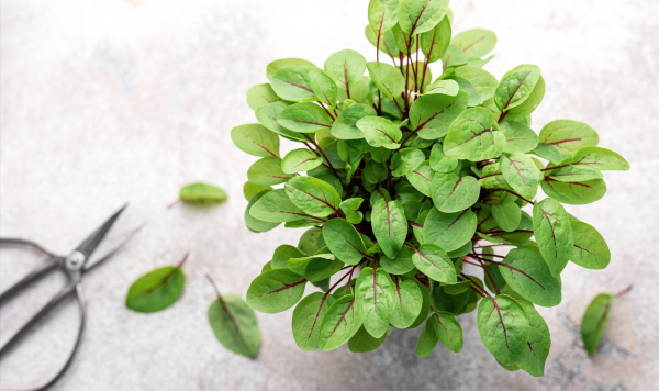 Σπόροι Microgreens Sorrel Red 50g