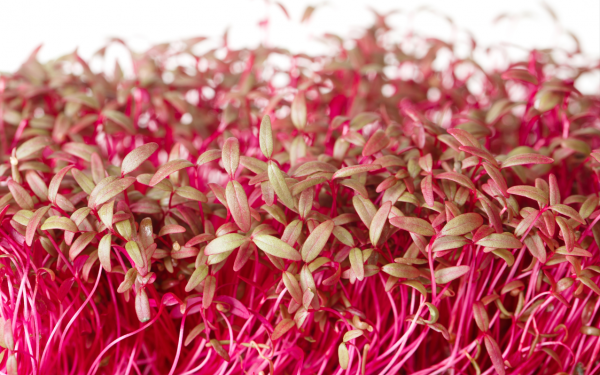 Σπόροι Red Microgreens Amaranth 500γρ
