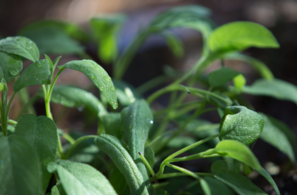 Σπόροι Sage Microgreens 100g