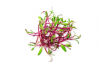 Σπόροι Microgreens Bulls Blood Beet 1kg