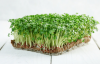Σπόροι Microgreens Basil Italian 500g