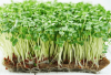 Σπόροι Microgreens Basil Italian 500g