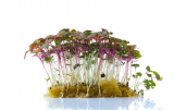 Σπόροι Perilla Red Shiso Microgreens 25g
