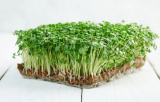 Σπόροι Microgreens Basil Italian 500g