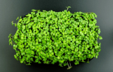 Σπόροι Microgreens Mustard Black 1kg