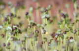 Σπόροι Kale Red Microgreens 500g