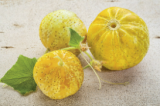 Σπόροι Αγγουριού Lemon 1000 σπόροι