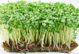 Σπόροι Broccoli Calabrese Microgreens 500g