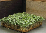 Σπόροι Microgreens Basil Cinnamon 250g