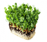 Σπόροι Pea Jumbo Microgreens 5kg