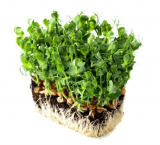 Pea Frilly  Microgreens σπόροι 5kg