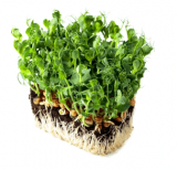 Σπόροι Microgreens BIO Pea Foxy 5kg