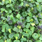 Σπόροι Red Komatsuna Microgreens 1kg