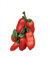 Σπόροι Τομάτας San Marzano F1 1000 σπόροι