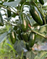 Σπόροι Πιπεριάς Teniente 500 σπόροι