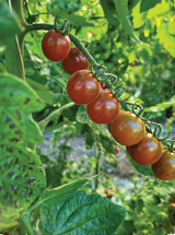 Σπόροι Τομάτας Chocotini F1 250 σπόροι