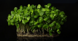 Σπόροι Small Sunflower Microgreens 2.5kg