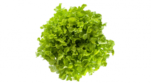 GREEN - Σπόροι Μαρουλιού Kireve 5000 seeds - 5000 σπόροι