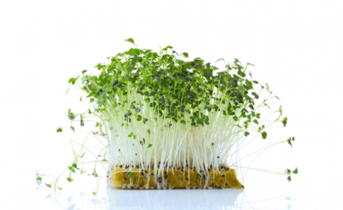 ΣΠΟΡΟΙ MICROGREENS-ΦΥΤΡΕΣ - Σπόροι Microgreens Mizuna Red 1kg - 1kg σπόροι