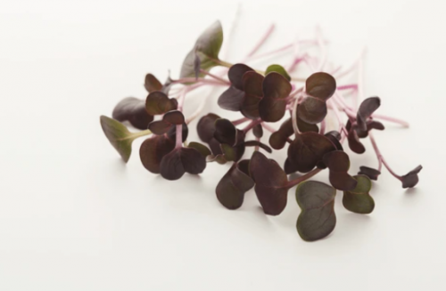 ΣΠΟΡΟΙ MICROGREENS-ΦΥΤΡΕΣ - Σπόροι Kale Black Microgreens 500g - 500g σπόροι