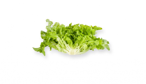 Σπόροι Μαρουλιού Kireve 5000 seeds