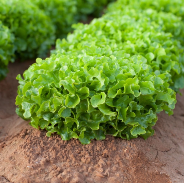 Σπόροι Μαρουλιού Kireve 5000 seeds