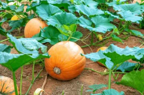 Σπόροι Κολοκύθας Halloween F1 250 σπόροι