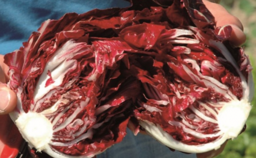ΣΠΟΡΟΙ RADICCHIO - Σπόροι Radicchio TT ZEUS F1 5000 σπόροι - 5000 σπόροι
