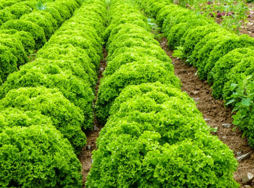 GREEN - Σπόροι Μαρουλιού Ilema 5000 σπόροι - 5000 σπόροι