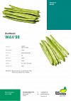 ΦΑΣΟΛΙ WAV 98 (1000 SEEDS)