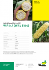 WIRINA (WAV 8144) 5000 σπόροι