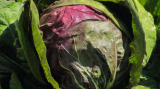 Σπόροι Radicchio Botticelli F1 10.000 pills