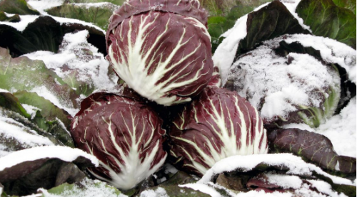 ΣΠΟΡΟΙ RADICCHIO - Σπόροι Radicchio Rubro F1 10.000 σπόροι - 10.000 σπόροι