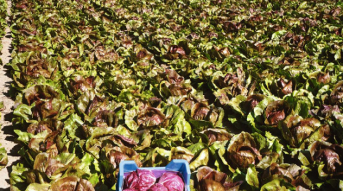 ΣΠΟΡΟΙ RADICCHIO - Σπόροι Radicchio Indigo F1 10.000 σπόροι - 10.000 σπόροι
