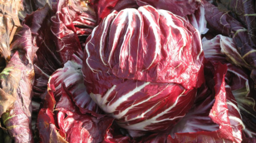 ΣΠΟΡΟΙ RADICCHIO - Σπόροι Radicchio Canaletto F1 10.000 σπόροι - 10.000 σπόροι