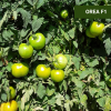 Σπόροι Τομάτας Orea F1 1000 σπόροι