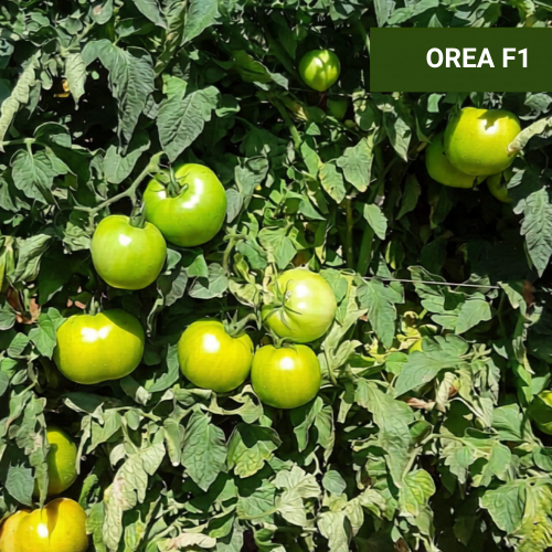 ΕΠΙΤΡΑΠΕΖΙΑ - Σπόροι Τομάτας Orea F1 1000 σπόροι - 1000 σπόροι