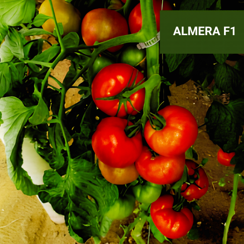 ΕΠΙΤΡΑΠΕΖΙΑ - ALMERA F1 ΝΤΟΜΑΤΑ(1.0) - 1000 σπόροι