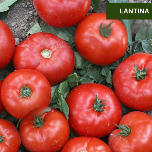 ΕΠΙΤΡΑΠΕΖΙΑ - LANTINA F1 - 1000 σπόροι