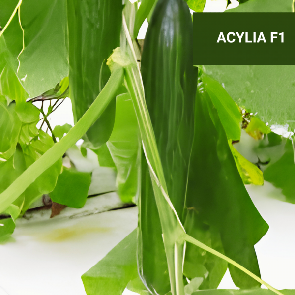 ACYLIA F1  - 500 ΣΠΟΡΟΙ