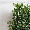 Σπόροι Microgreens MILK THISTLE 1kg